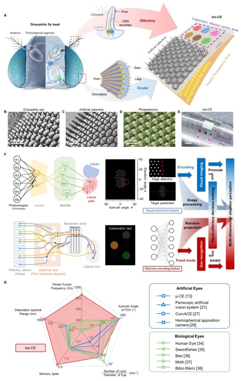 Fly-Inspired Robot Eye Sees and Smells Danger at Once
