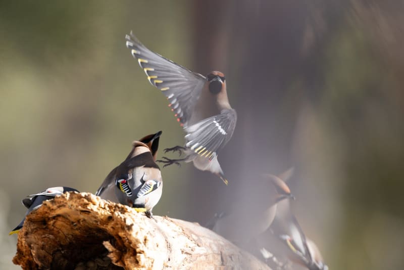 Finland's Birding App Creates World's Best Species Tracker
