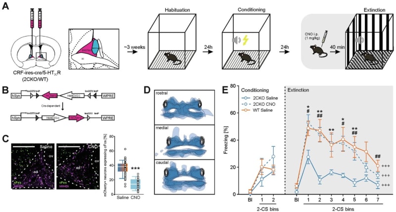 Scientists Speed Up Fear Recovery in Breakthrough Study