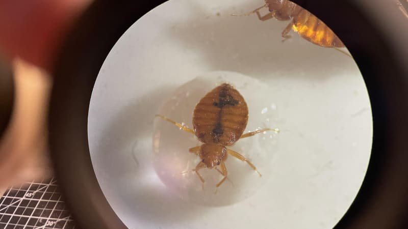Scientists Find Bed Bugs' Surprising Weakness: Water