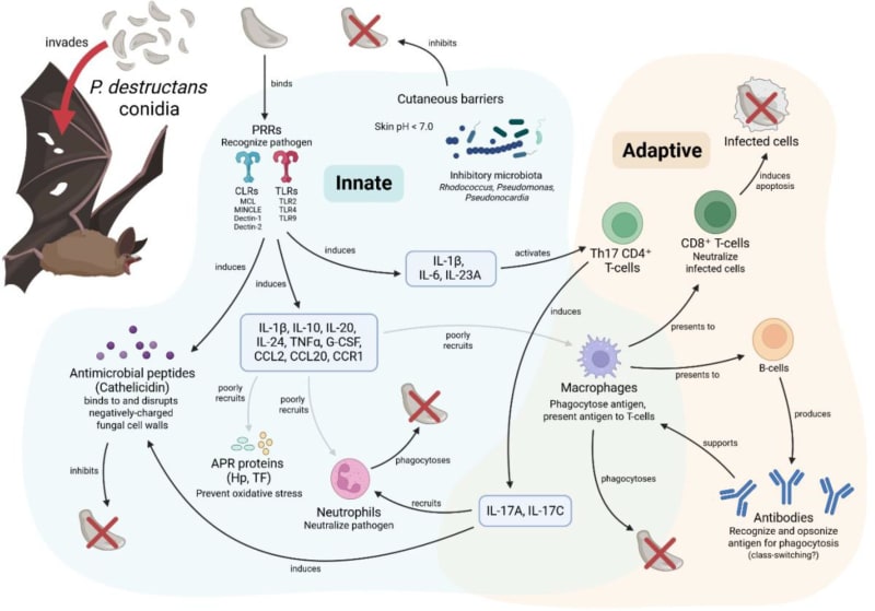 Scientists Crack Mystery of Bat Disease Killing Millions