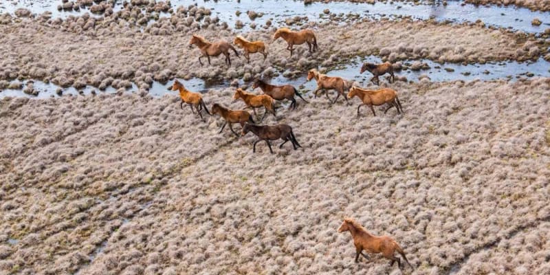 Pristine alpine landscape in Kosciuszko National Park showing native vegetation and clear mountain streams recovering naturally
