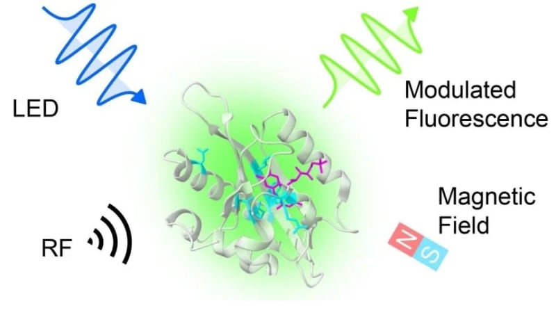 Oxford Engineers World's First Quantum-Enabled Proteins