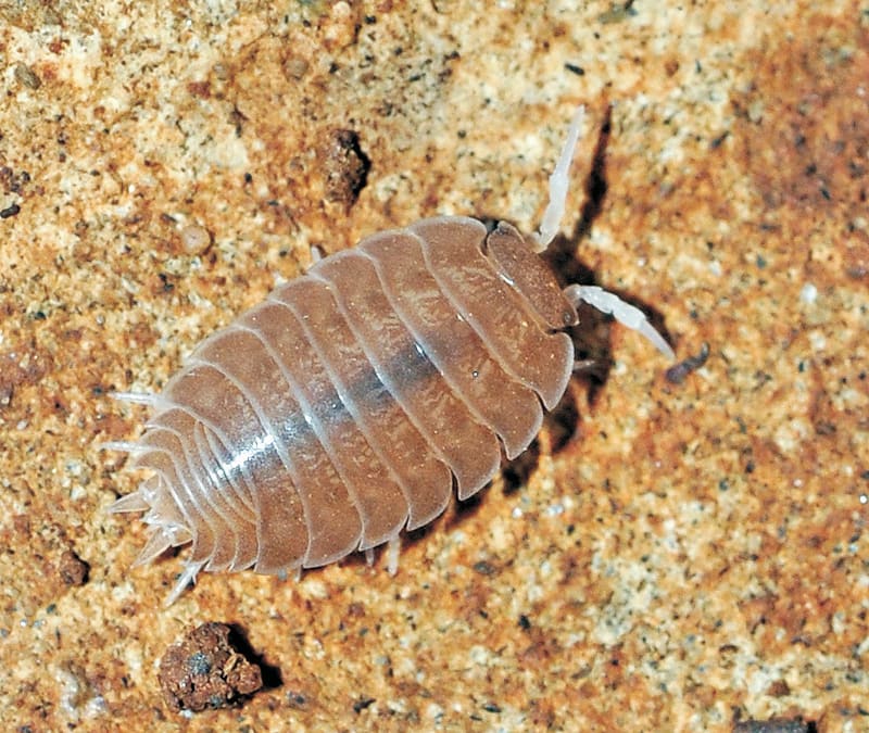 New Species Found in 2,000-Year-Old Roman Mine in Spain - Image 2