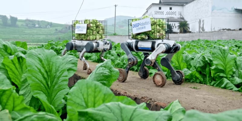 Robot Dogs Now Haul Fresh Produce From Mountain Farms