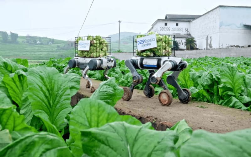 Robot Dogs Now Haul Fresh Produce From Mountain Farms - Image 2