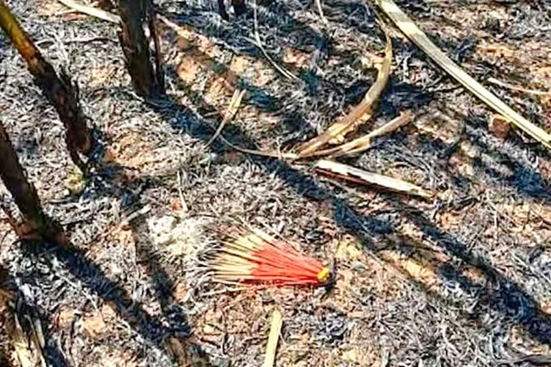 Bangkok Plans New Pedestrian Bridge Linking Old and New - Image 3