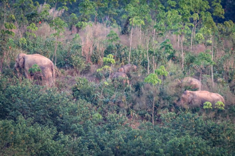 Thailand Protects Wild Elephants With Birth Control Vaccine