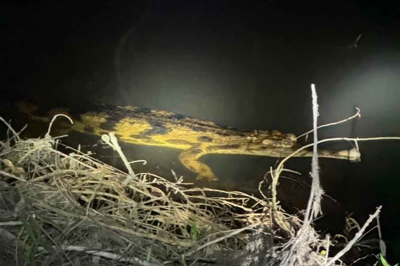 Extinct Crocodiles Spotted in Thailand After Decades - Image 2