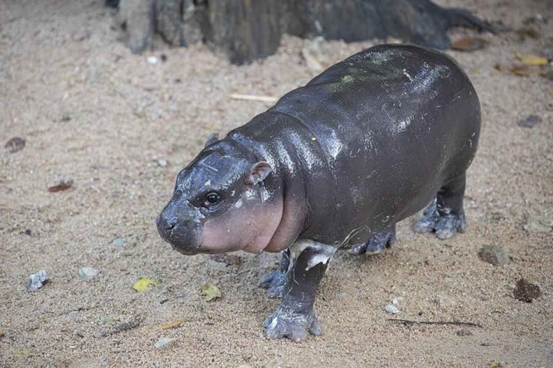 Viral Hippo Moo Deng Getting 10-Acre Habitat Upgrade - Image 2