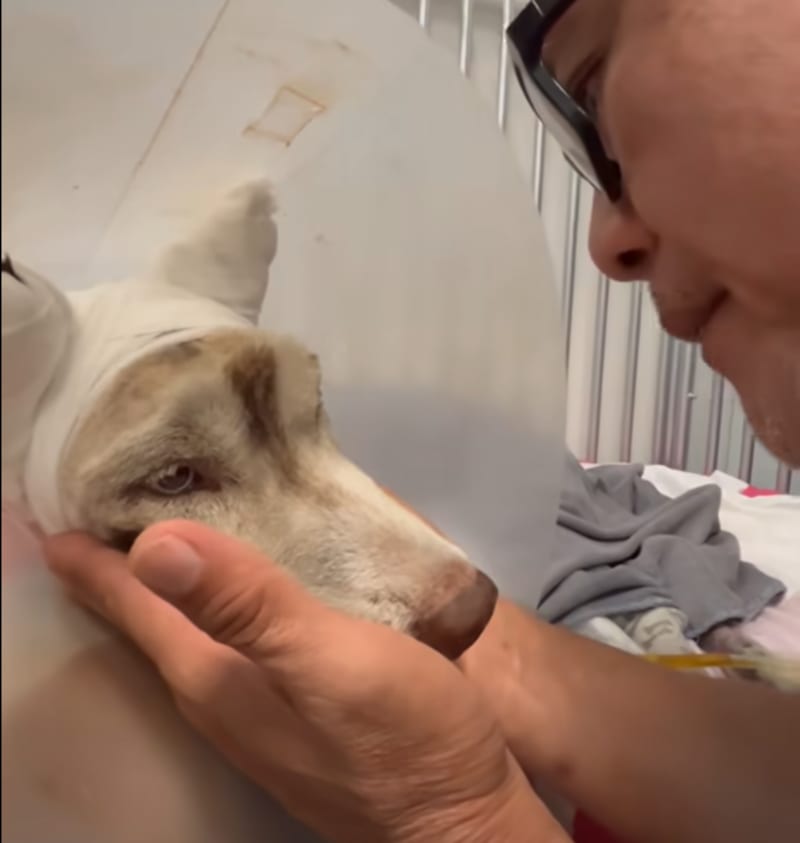 Thai King Takes Burned Husky Molly Under Royal Care - Image 5