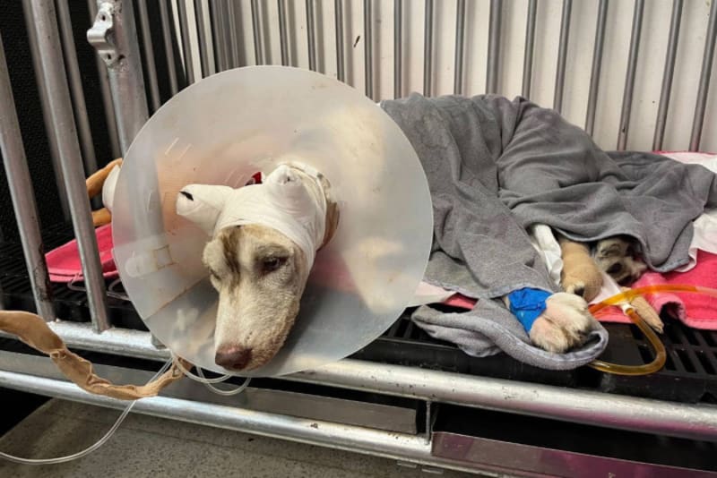 Thai King Takes Burned Husky Molly Under Royal Care