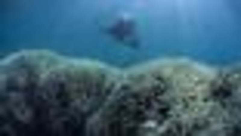 UN: World Invests 30x More in Harming Nature Than Saving It - Image 2