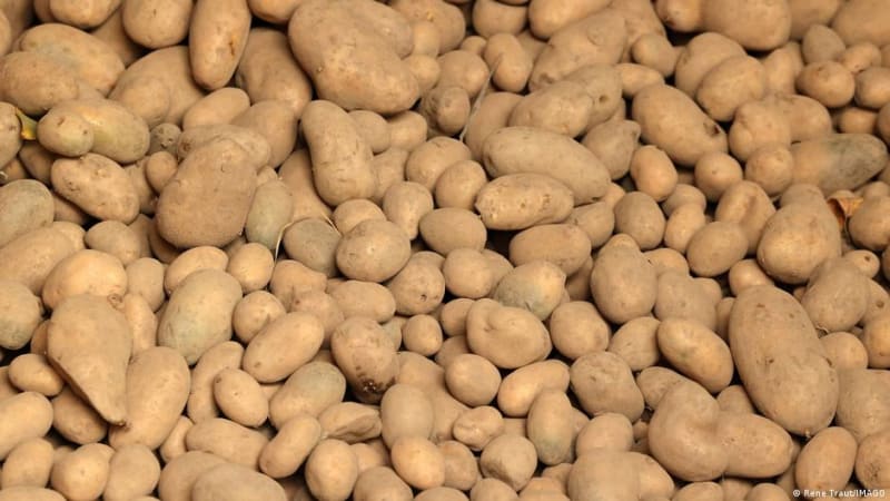 Berlin Gives Away 4 Million Kilos of Perfect Potatoes