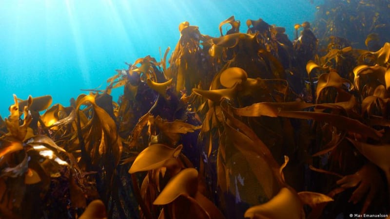 Norway Brings Back Lost Kelp Forests with Simple Solution