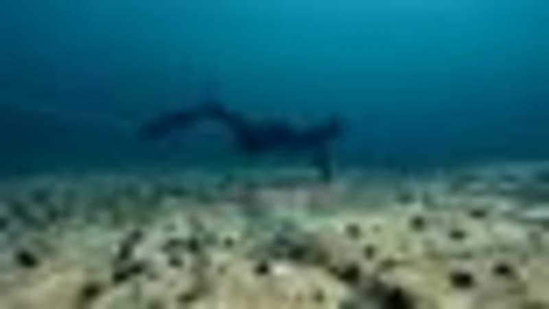 Norway Brings Back Lost Kelp Forests with Simple Solution - Image 2