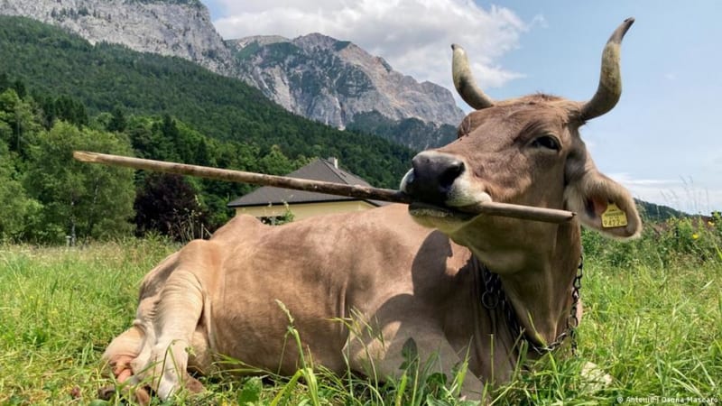Austrian Cow Uses Tools Like a Chimp (And Scientists Are Shocked)
