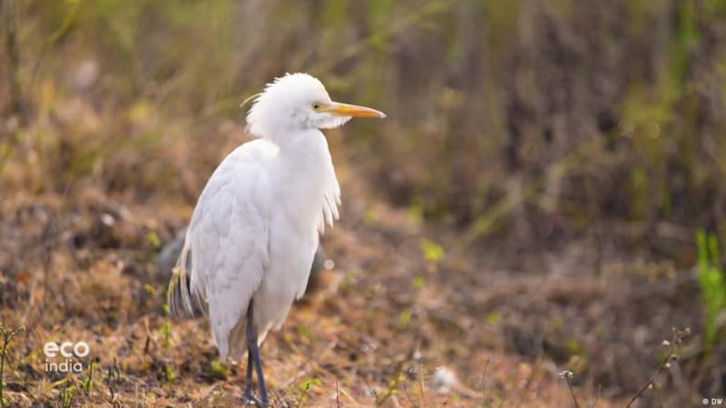 Activist Turns Delhi Pollution Into India Rewilding Project