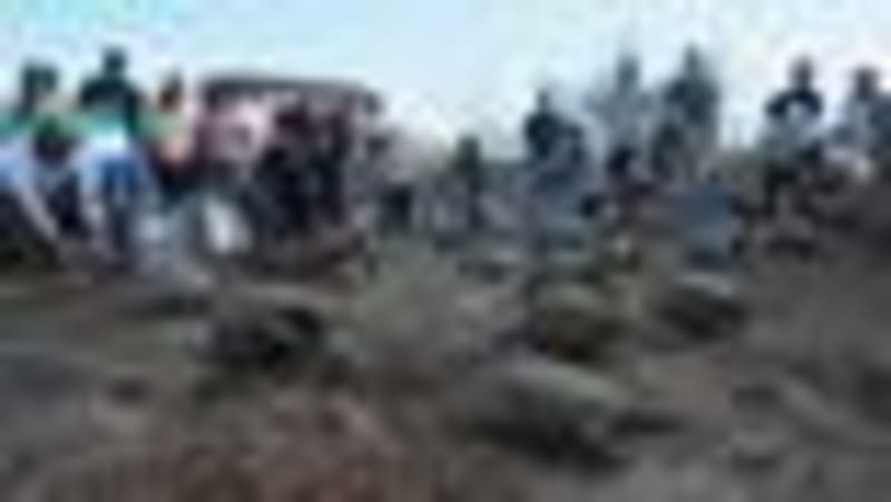 Giant Tortoises Return to Galapagos After 150 Years - Image 2