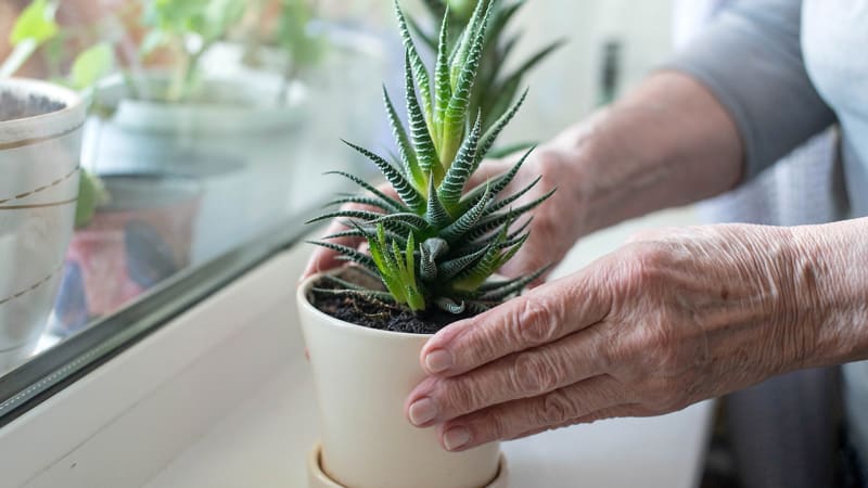 Aloe Vera Compound Shows Promise Against Alzheimer's