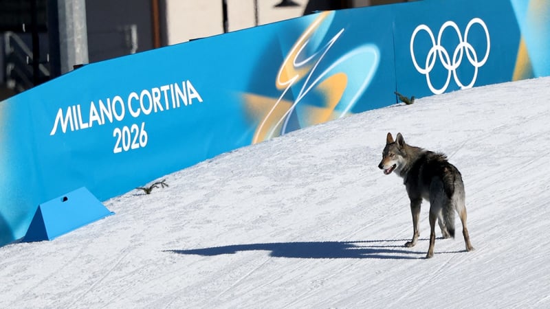 Wolfdog Nazgul Crashes Olympic Ski Race, Steals Hearts