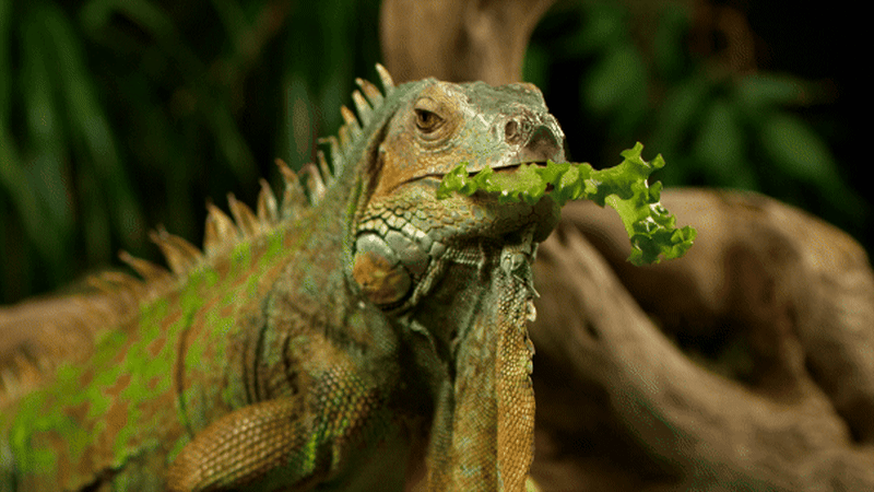 Green iguana resting on branch in Florida before cold weather stuns reptiles