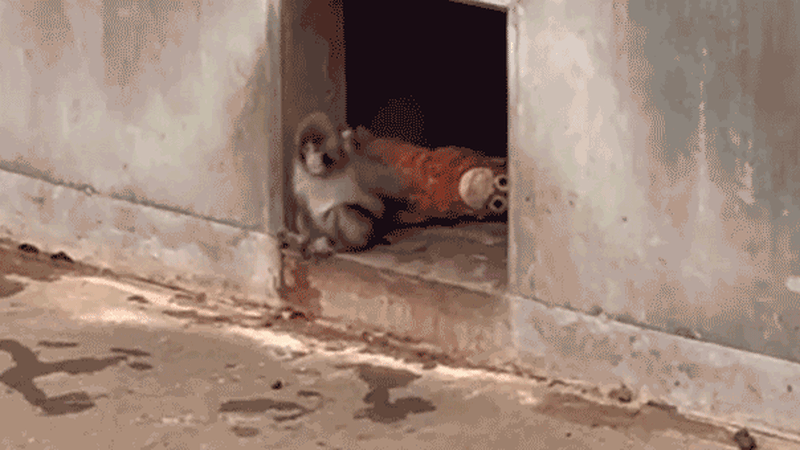 Baby Monkey in Japan Finds Comfort in Stuffed Orangutan