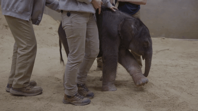 National Zoo Welcomes First Elephant Birth in 25 Years