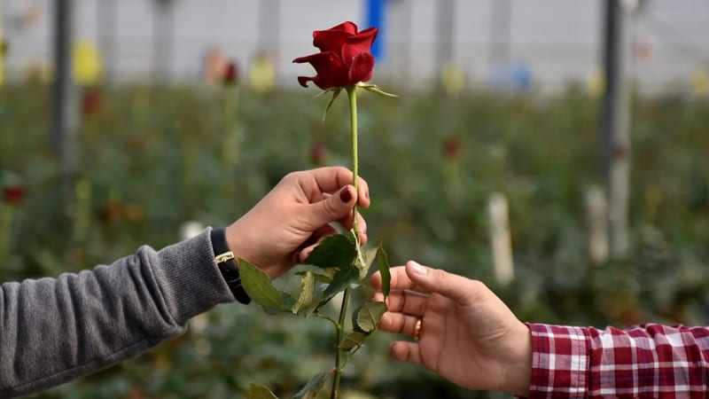 60% of Voters Say Love Can Cross Political Lines