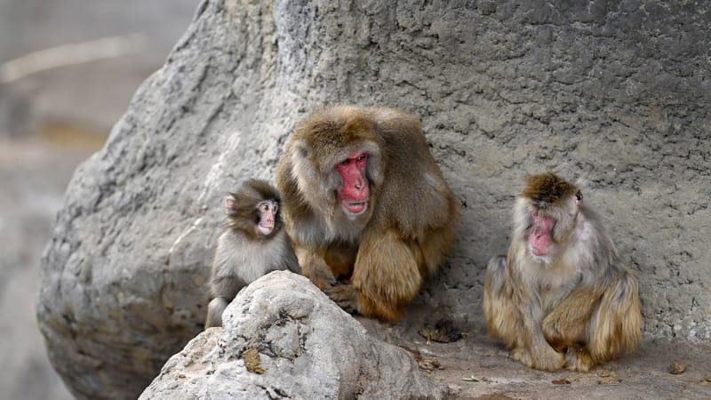 Baby macaque Punch riding piggyback on another monkey at Japanese zoo enclosure