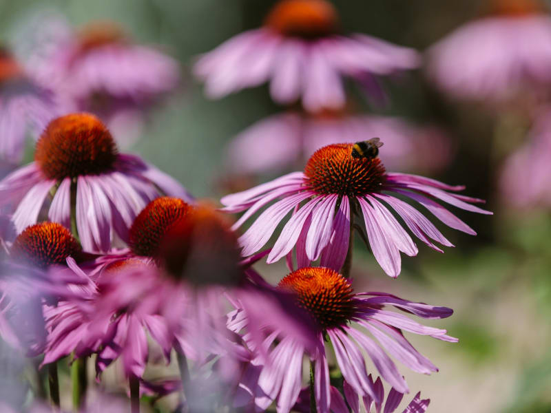 UK Gardens Launch Bold Plan to Beat Future Droughts - Image 2