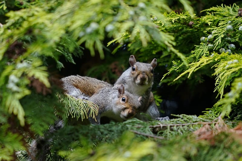 UK Trials Contraceptive Plan to Save Red Squirrels - Image 3