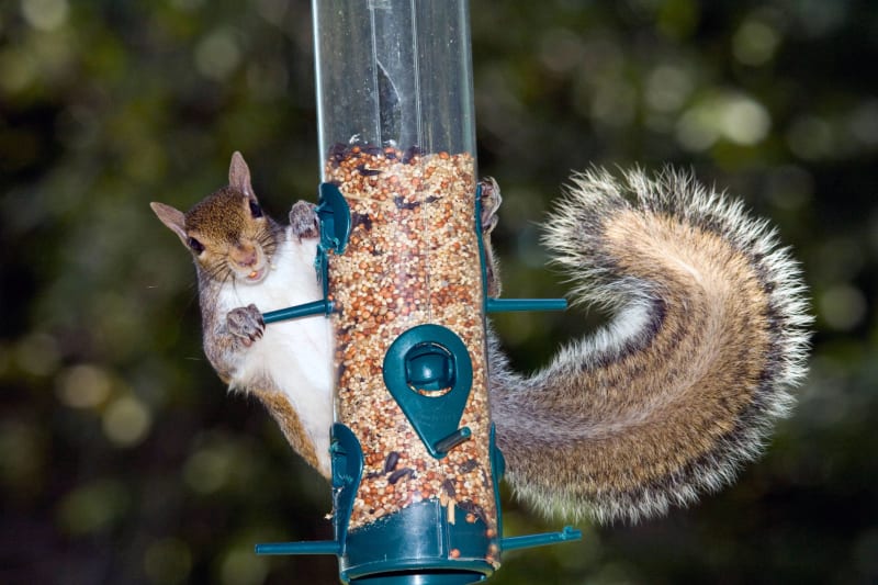 UK Trials Contraceptive Plan to Save Red Squirrels - Image 2
