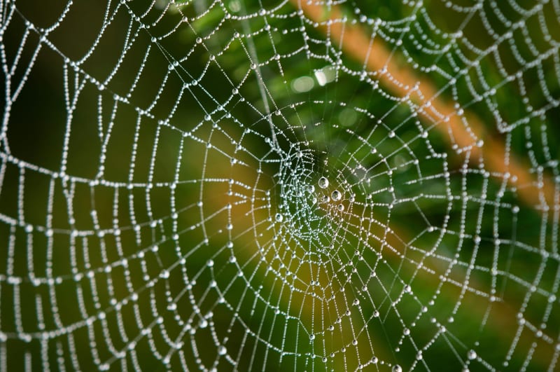 Spider Silk Could Heal Nerve Damage Better Than Surgery - Image 2