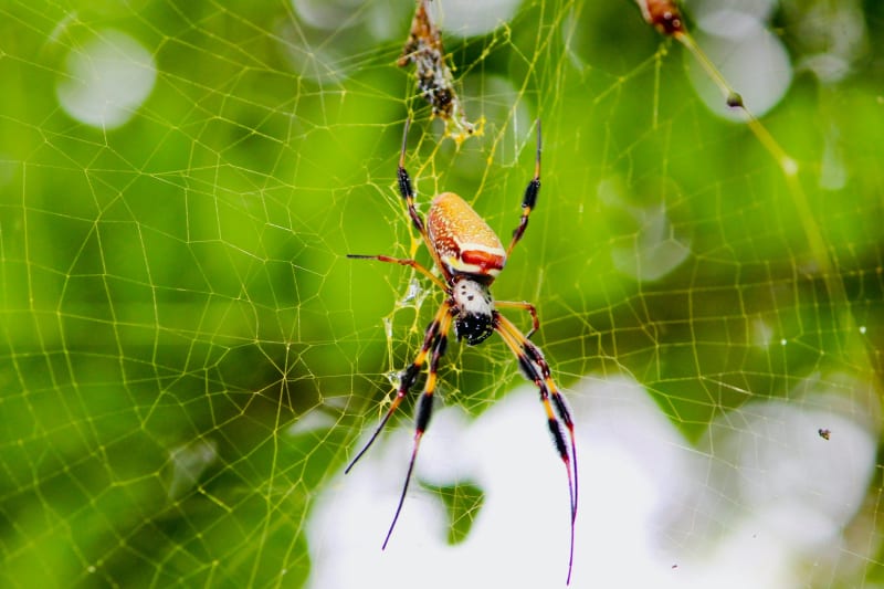 Spider Silk Could Heal Nerve Damage Better Than Surgery - Image 3