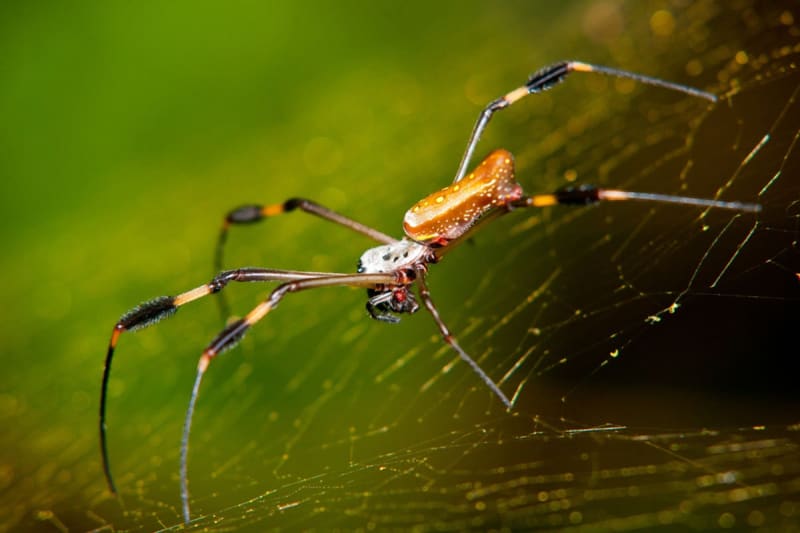 Spider Silk Could Heal Nerve Damage Better Than Surgery