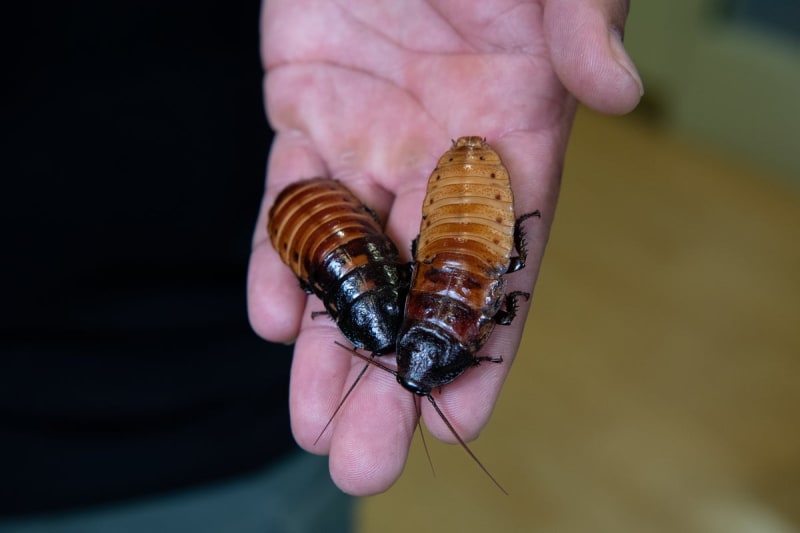 Bronx Zoo's "Name a Roach" Raises $1M in 15 Years