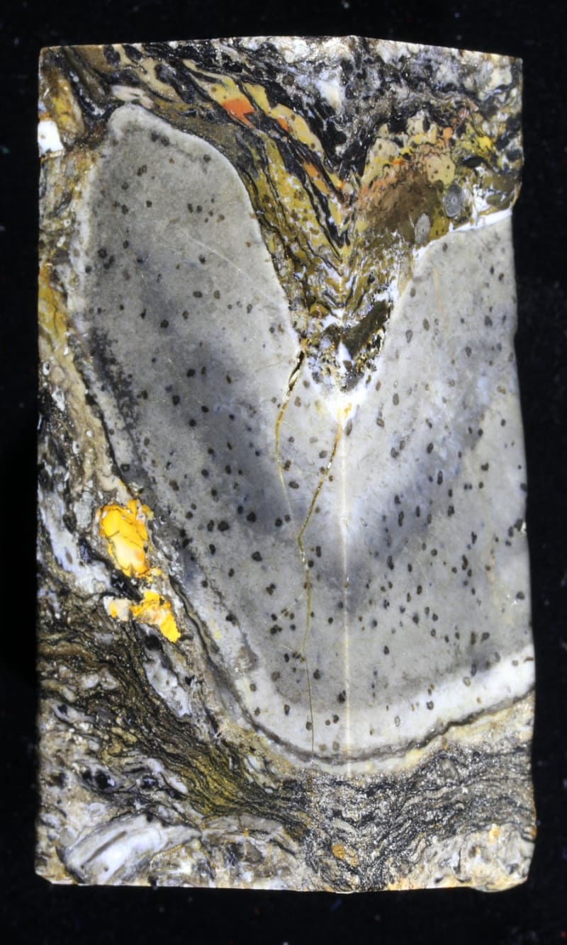 Ancient Tower Fossils May Be 7th Kingdom of Life - Image 3