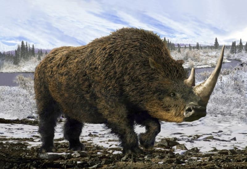 Wolf Pup's Last Meal Reveals Woolly Rhino Mystery - Image 2
