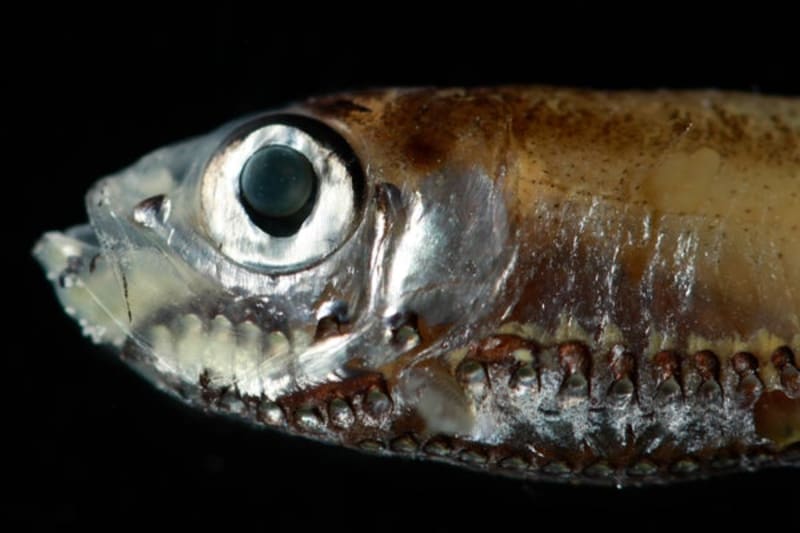 Deep-Sea Fish See in the Dark With Hybrid Eye Cells - Image 2
