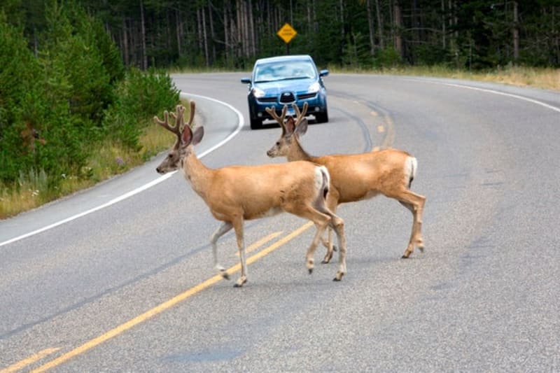 Scientists Turn Roadkill Into Research Goldmine - Image 2