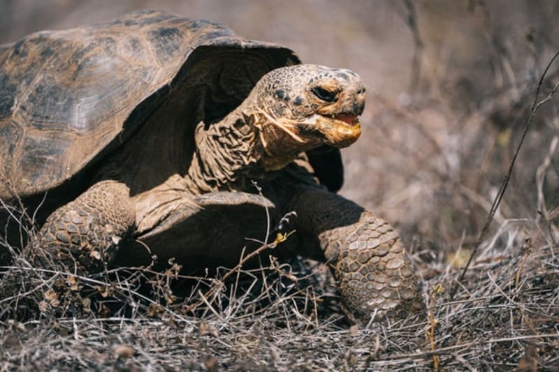 Extinct Galápagos Tortoise Returns Home After 180 Years - Image 2