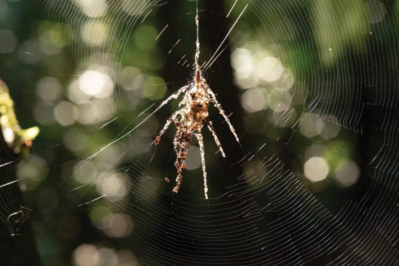 Tiny Spiders Build Giant Decoys to Scare Off Predators