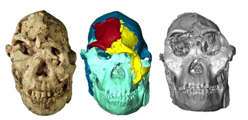 Scientists Reveal Face of 3.67-Million-Year-Old Ancestor - Image 2