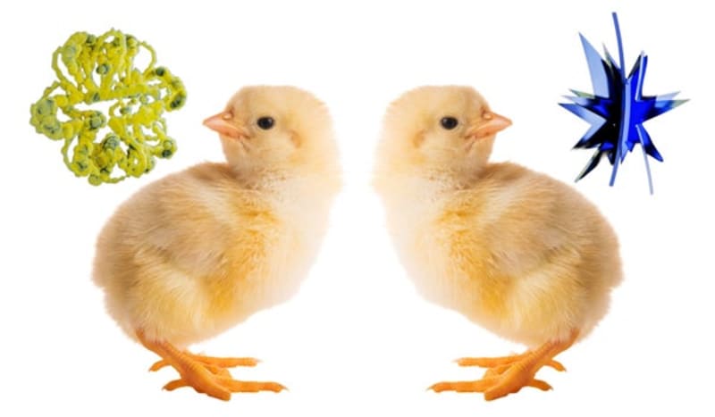 Baby Chicks Pass Bouba-Kiki Test, Rewrite Language Theory - Image 2