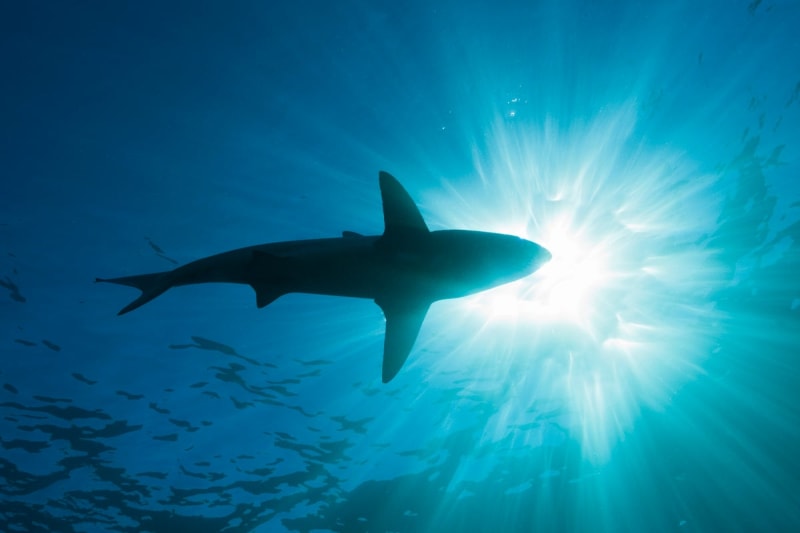 Ancient Ocean Giants: Massive Shark Predates Megalodon by Millions of Years