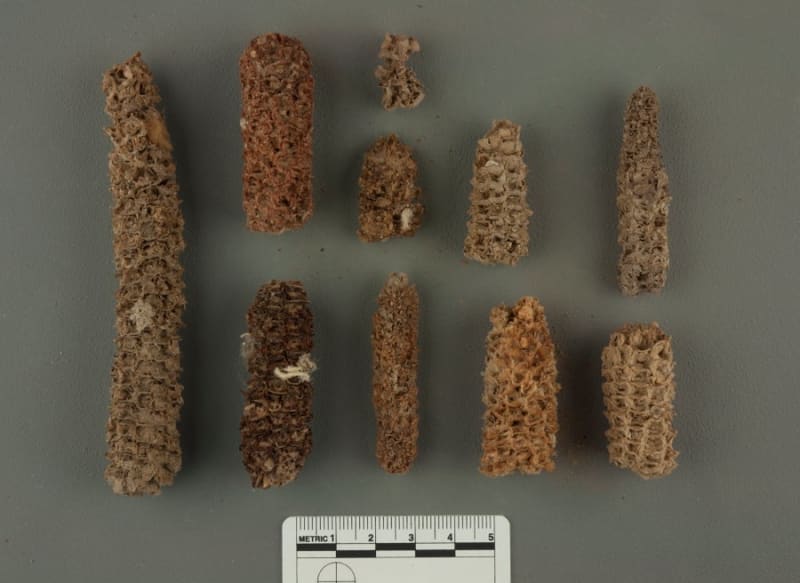 Ancient Peru Farmers Used Bird Poop to Feed Thousands - Image 3
