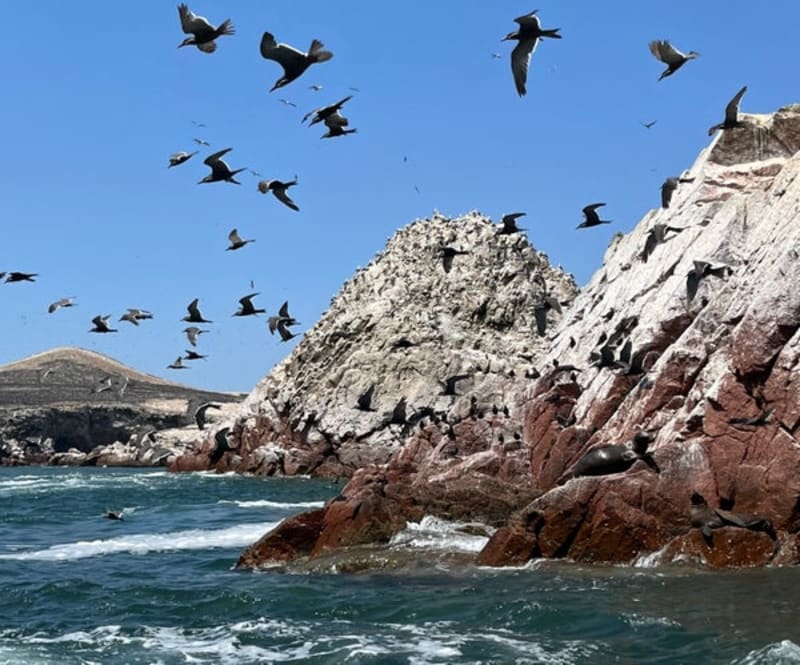 Ancient Peru Farmers Used Bird Poop to Feed Thousands - Image 2