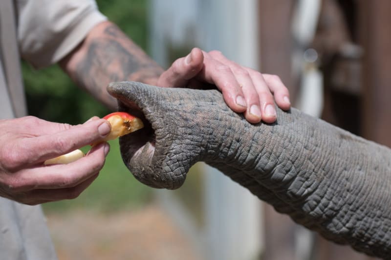 Scientists Unlock Secret of Elephant Trunk Dexterity