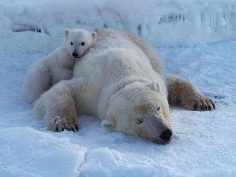 Svalbard Polar Bears Thriving Despite Melting Sea Ice